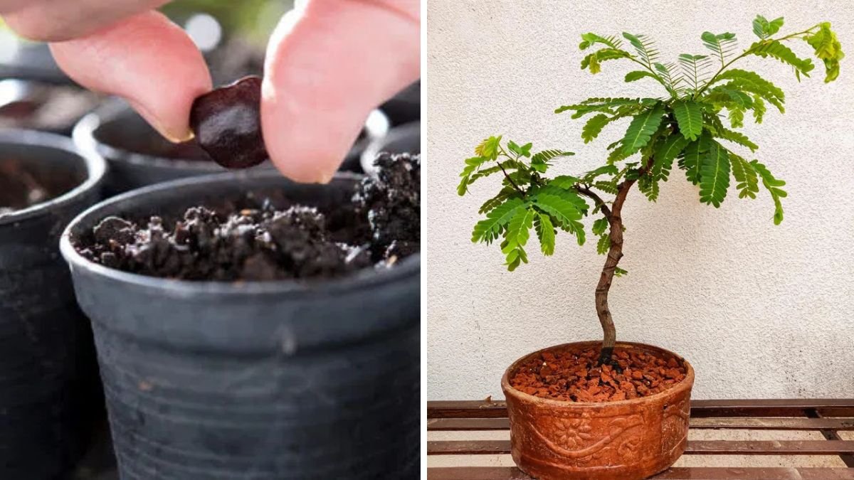 Easy Way to Grow Tamarind at Home: Step-by-Step Tamarind Seed Germination for Beginners