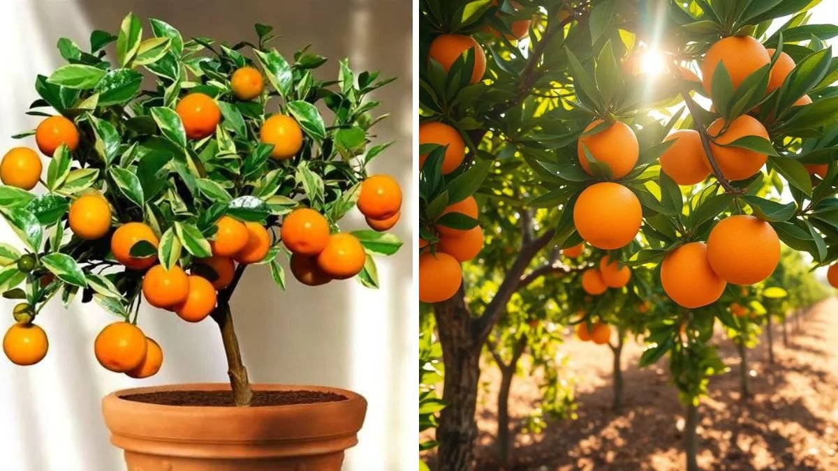 How to Grow Tangerine Trees at Home – Complete Beginner to Harvest Guide