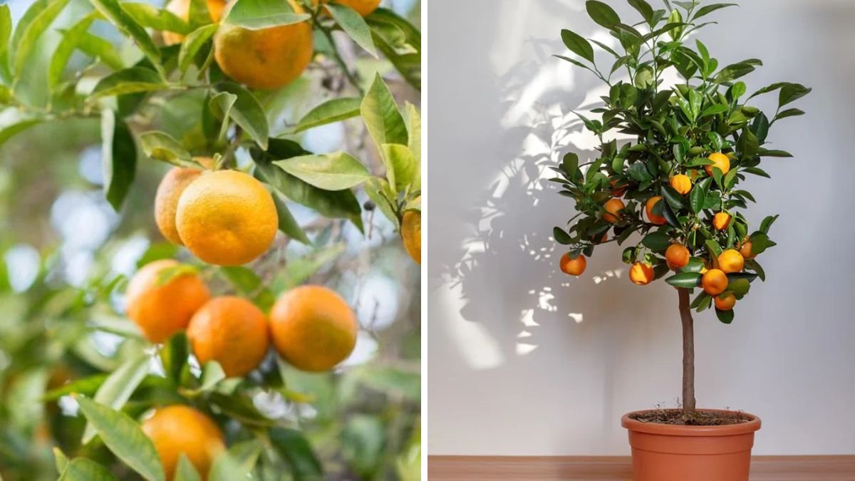 How to Grow Tangerine from the Seed – Easy Method with Short Video Example