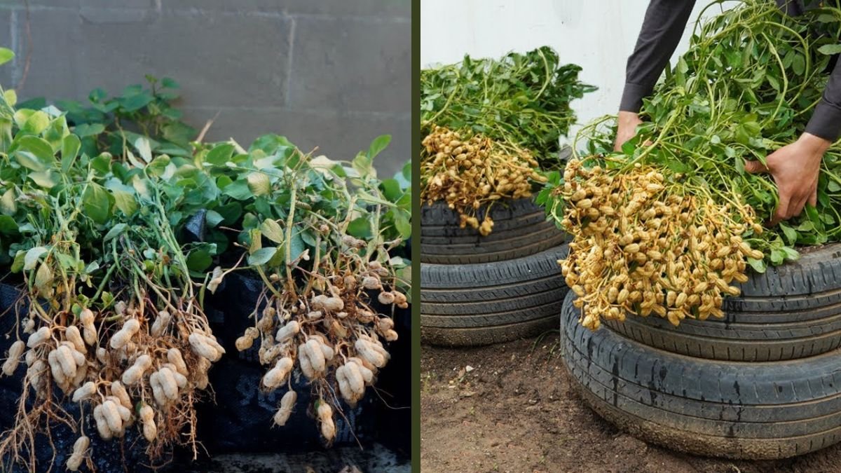 Old Plastic Bottles? Don’t Toss Them! Grow Peanuts Like This! A Creative DIY Garden Hack