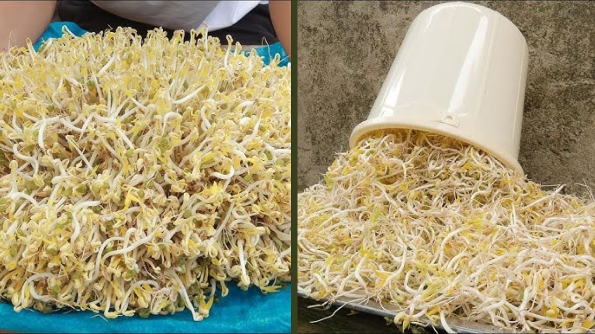 Bean Sprouts in Terracotta Pots? No Soil. No Watering. Just Grow!