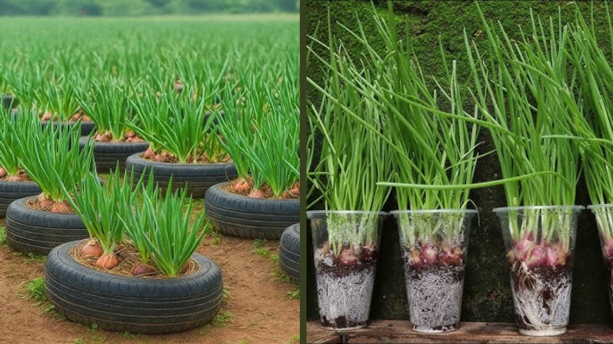 Old Tire? Don’t Throw It Away! Grow Onions Like This Instead!
