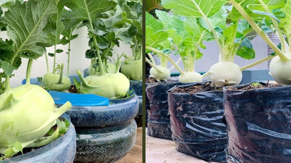 Growing Kohlrabi in a Tiny Plastic Pot: Unbelievable But It Works!