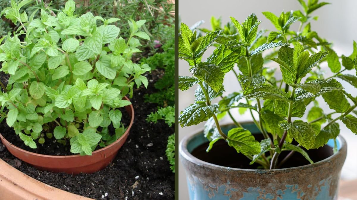 Tips and Tricks for Growing Mint – How to Grow and Harvest Mint Successfully at Home