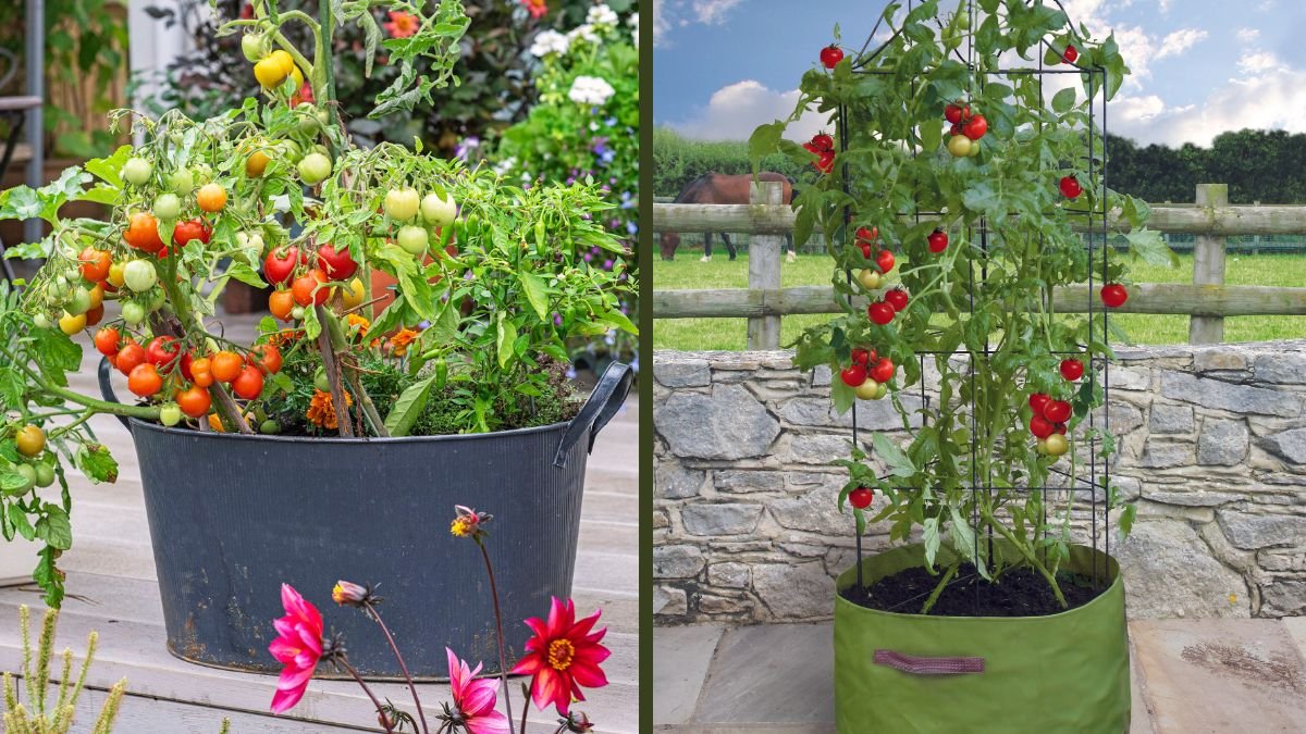 Simple Secrets to Growing and Preserving Tomatoes Effectively – A Complete Guide for Home Gardeners