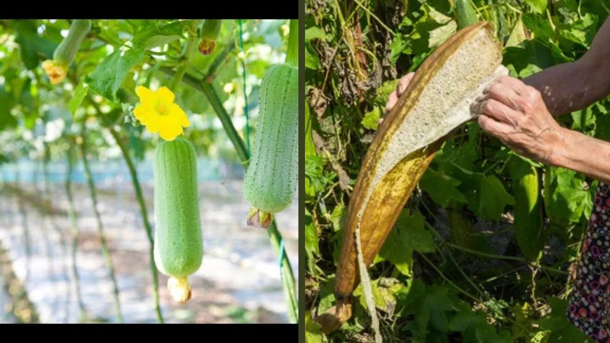 A Beautiful Girl Shares Tips on Growing Loofah with Lots of Fruit