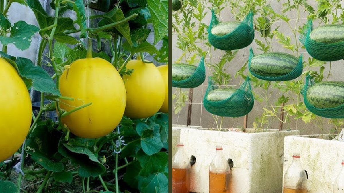 Growing Yellow Watermelon in Home Garden: Super Big, Sweet, and Juicy