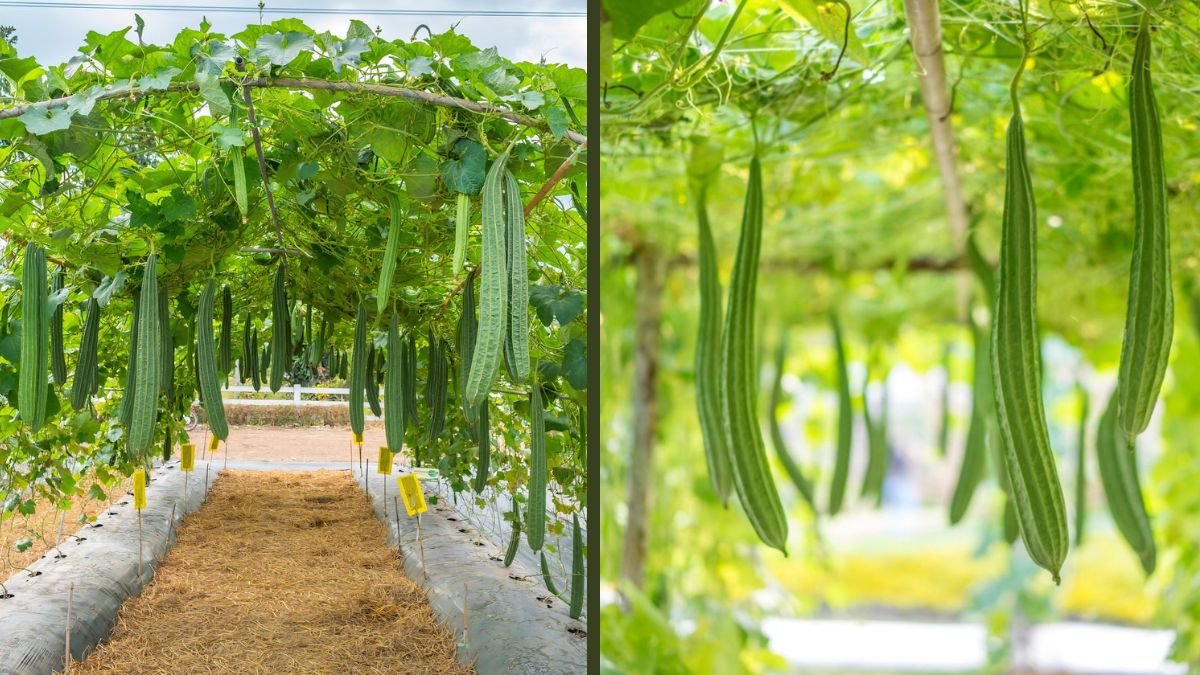 A Beautiful Girl Shares Tips on Growing Loofah With Lots of Fruit | Proven Home Gardening Method