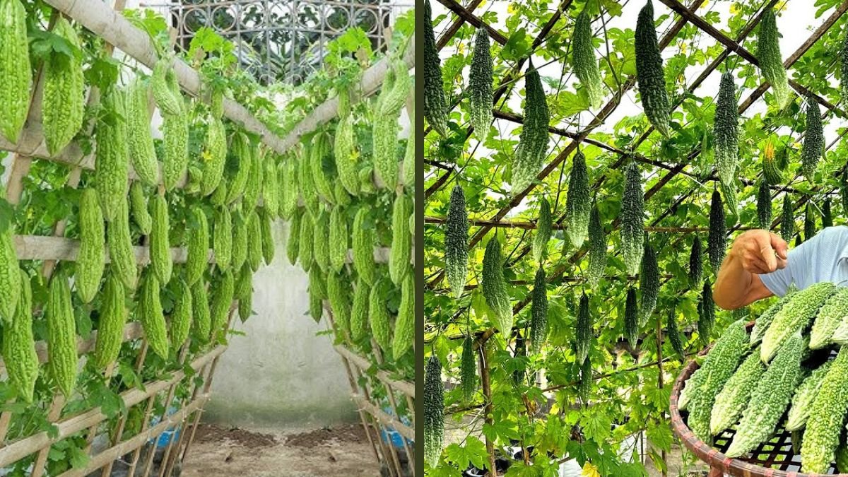 Tips for Growing Bitter Melon With Many Fruits and Continuous Fruit Formation
