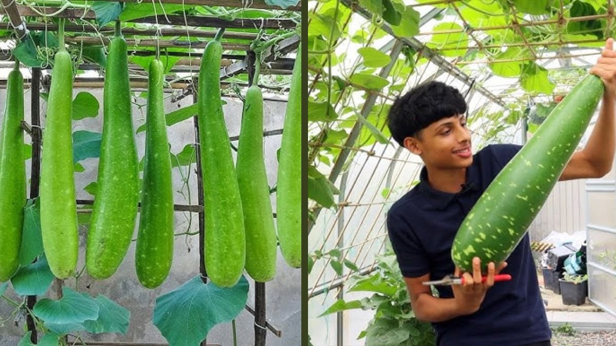 Growing and Harvesting Long Bottle Gourd at Home – Tips for Beginners