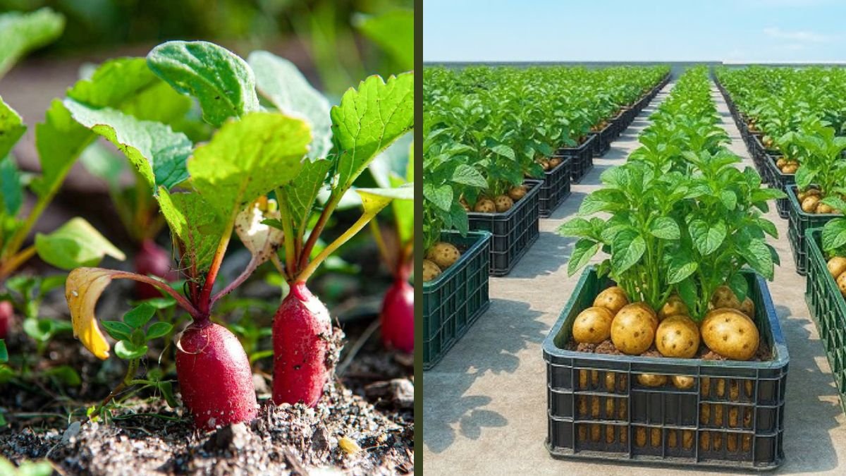 Vegetables That Are Easy to Grow and Everyone in the Family Loves to Eat