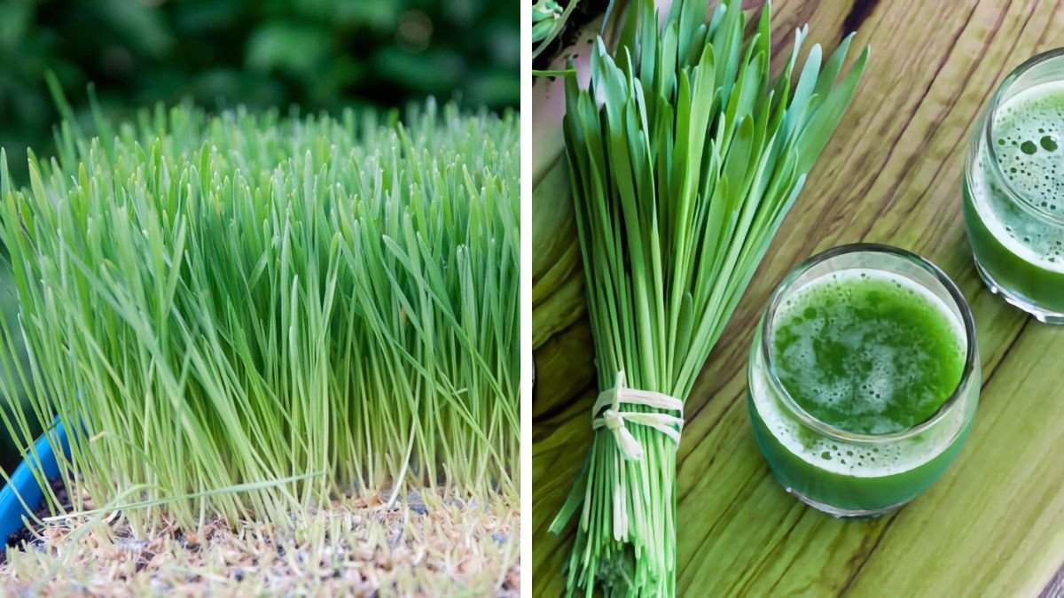 Best Tips for Growing Fresh Wheatgrass at Home for Healthy Juices