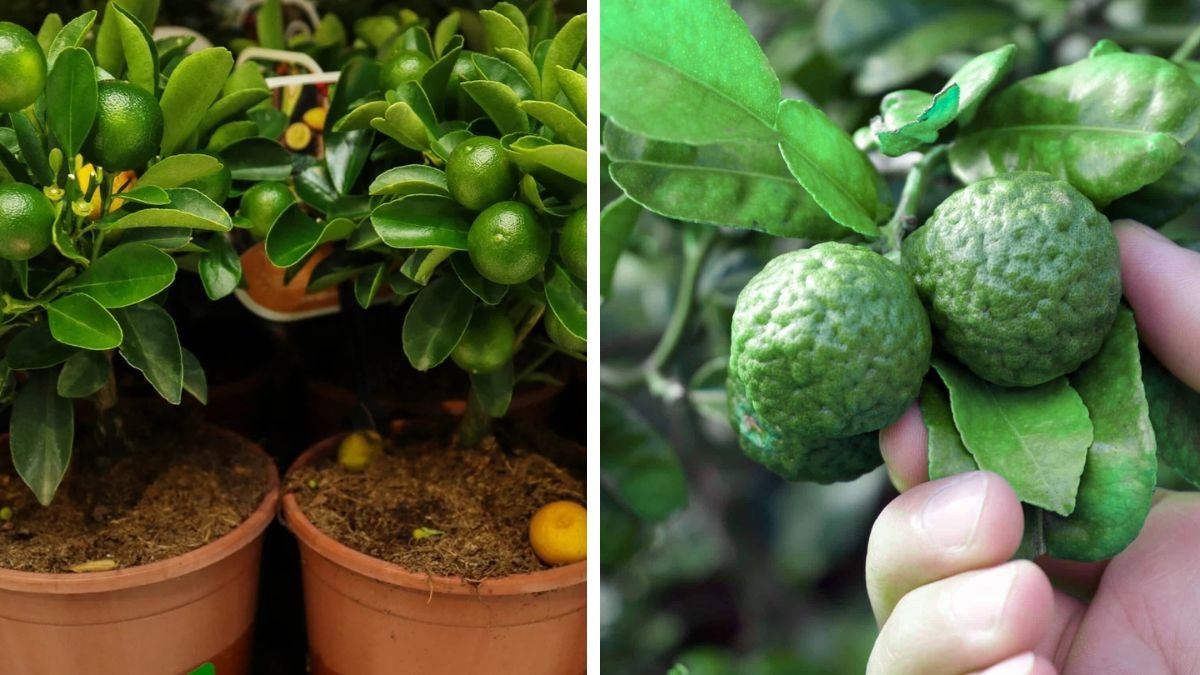 How to Successfully Grow a Lime Tree at Home for Fresh Fruit Year Round