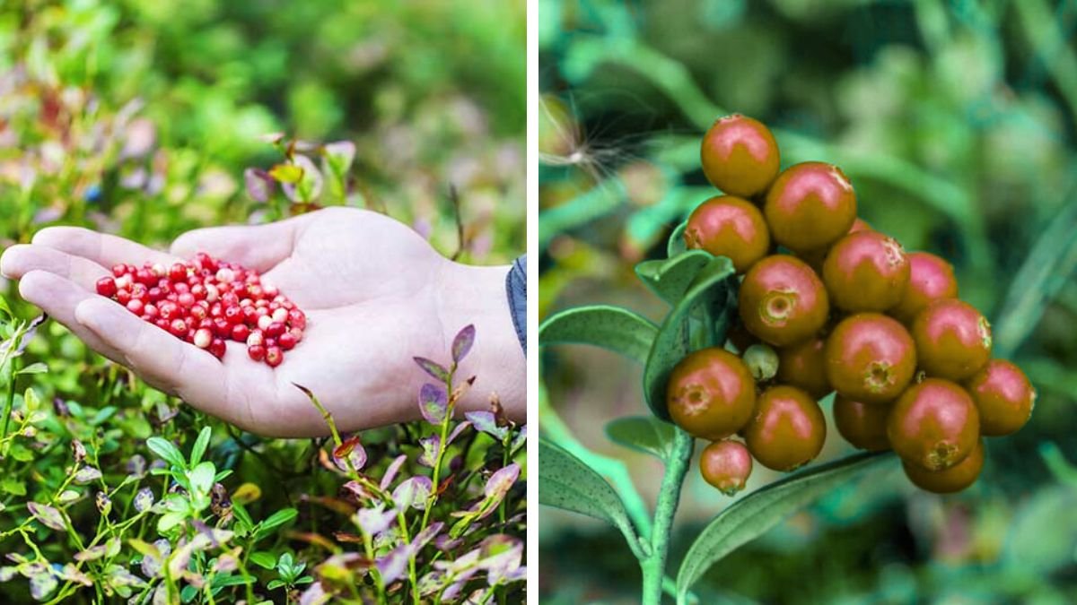 How to Successfully Grow Cranberry Plants at Home for Beginners