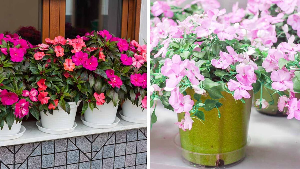 The Ultimate Guide to Growing Impatiens Effortlessly at Home