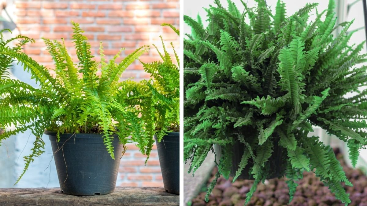 Discover the Simple Steps to Successfully Grow Boston Ferns Outdoors for Lush Greenery
