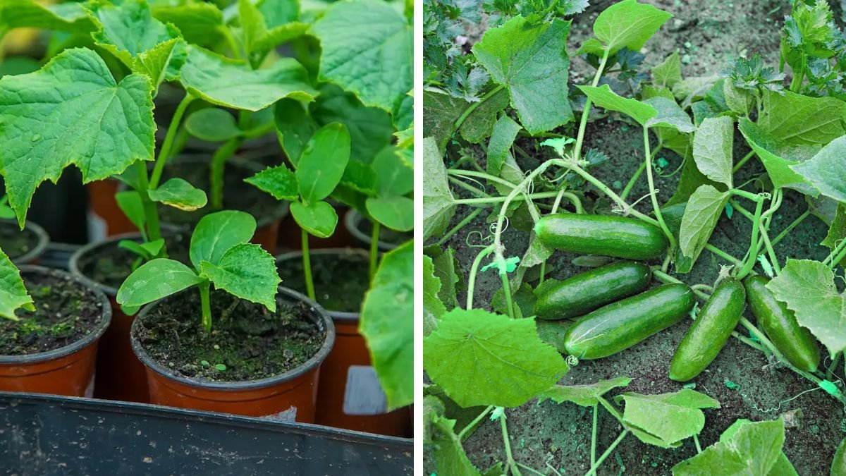 Easy Guide to Successfully Grow Cucumbers in Pots for Beginners