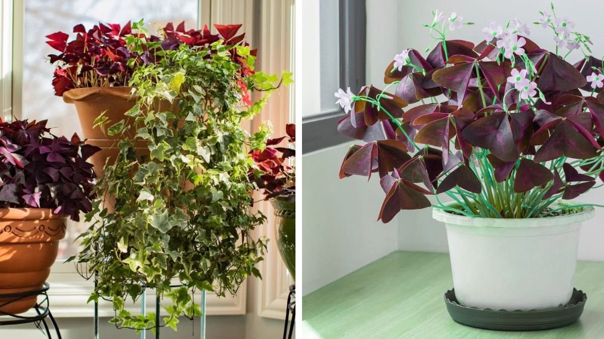 How to Successfully Grow Oxalis Purple Shamrock Indoors for Beautiful Foliage and Unique Blooms