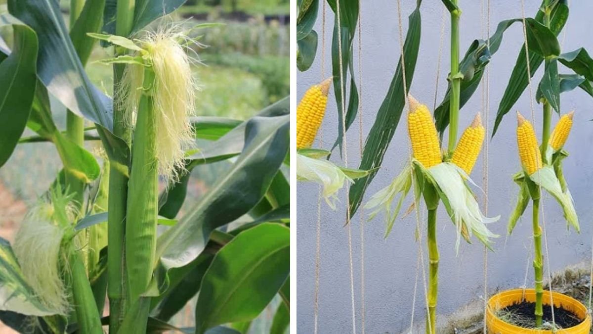 Easy Hack to Grow Maize in Pot for Maximum Yield