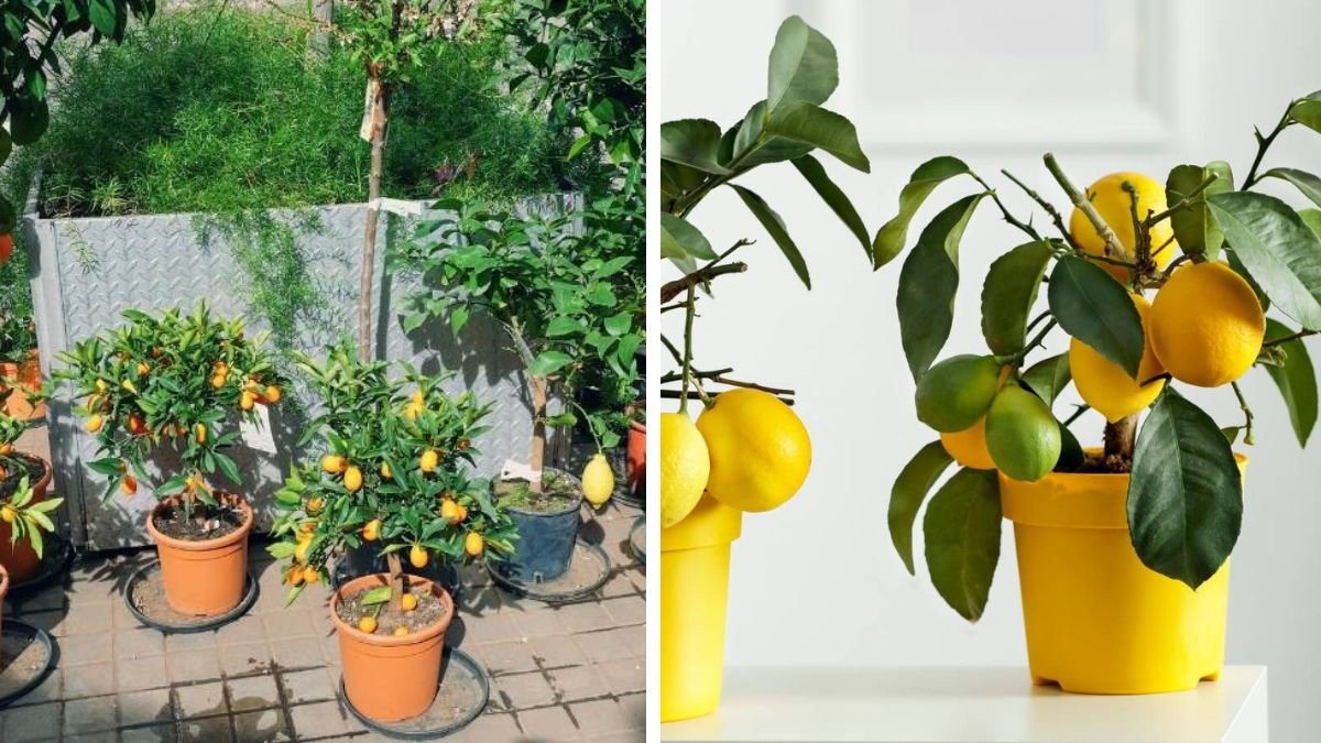 Easy Hack to Grow Lemon in Pot for Beginners Understanding Soil Light and Water Needs