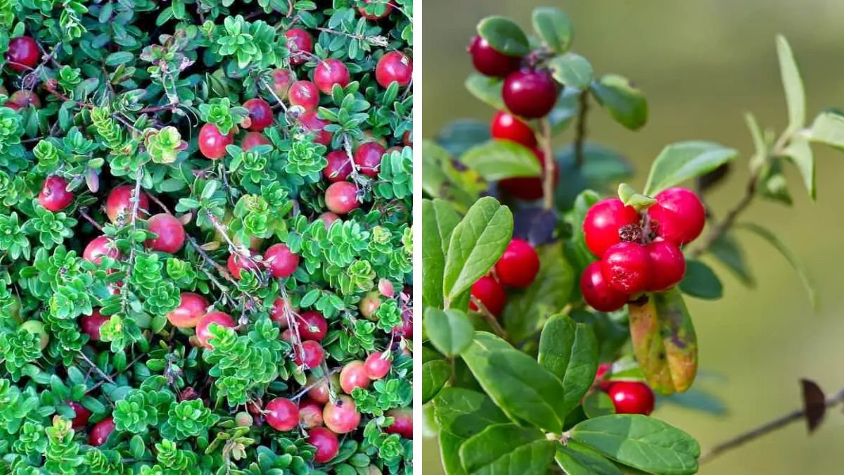 Effective Techniques for Cultivating Cranberries in Canadian Climate Conditions for Maximum Yield