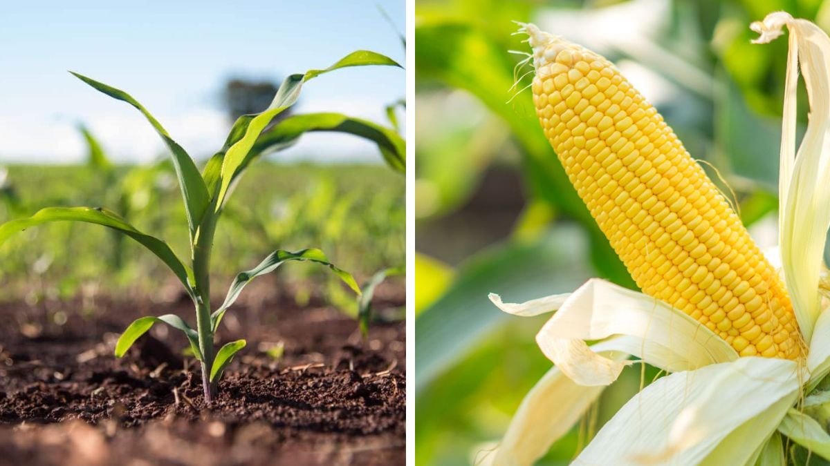 Discover the Secrets to Successfully Growing Sweet Corn in Your Backyard Garden