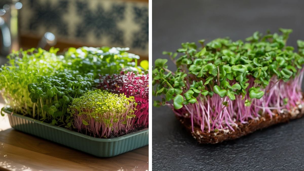A Comprehensive Guide to Effortlessly Growing Microgreens in the Comfort of Your Home Using Simple Techniques