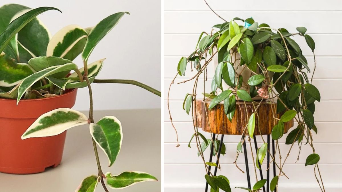 Easy Steps to Successfully Grow Hoya Plants From Cuttings at Home
