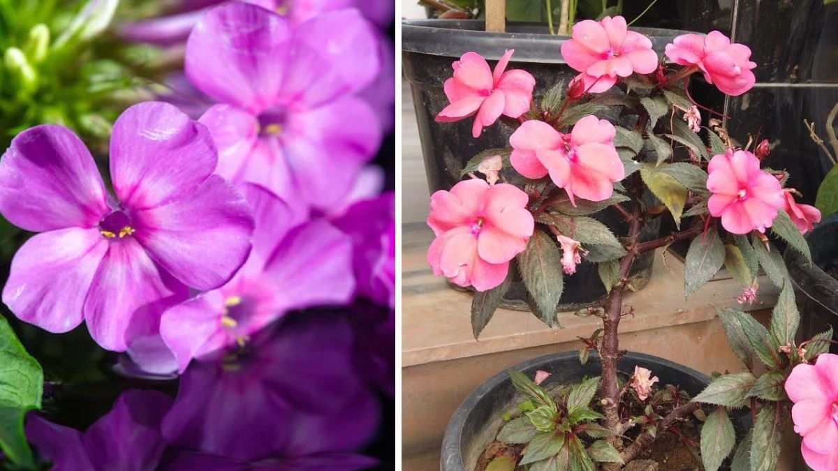 The Ultimate Guide to Growing Balsam Gulmehendi Indoors for a Thriving Garden