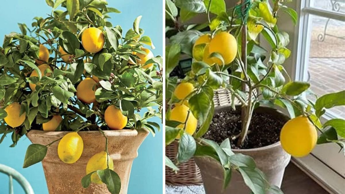 Ultimate Guide to Growing a Lemon Tree at Home for Beginners
