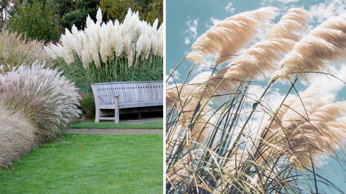The Ultimate Guide to Growing Pampas Grass for a Stunning Garden Oasis