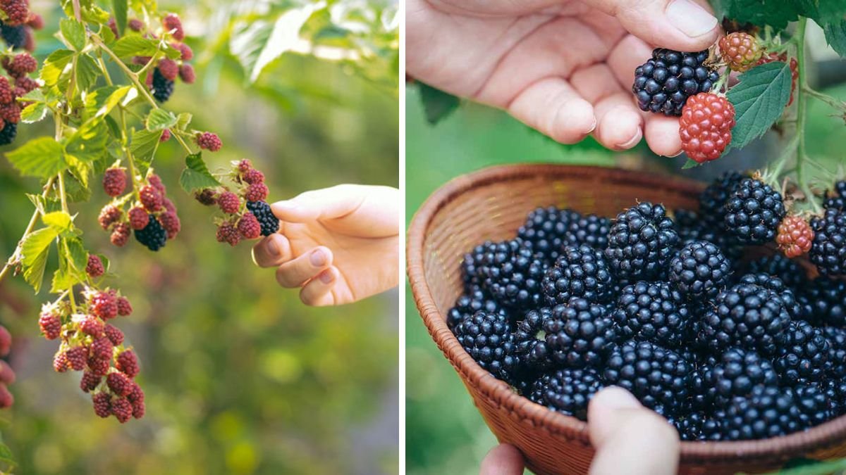 A Comprehensive Guide to Successfully Cultivating the Hardy Blackberry Variety in Your Home Garden