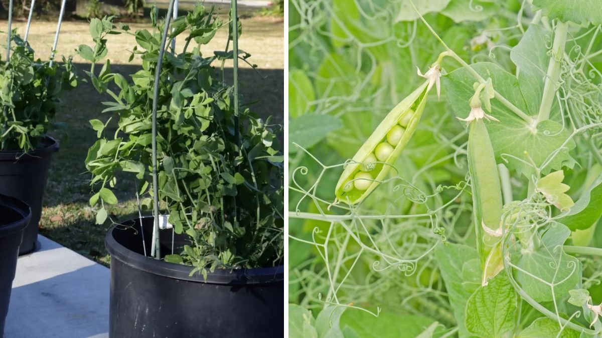 Ultimate Guide to Successfully Growing Green Peas in Your Home Garden