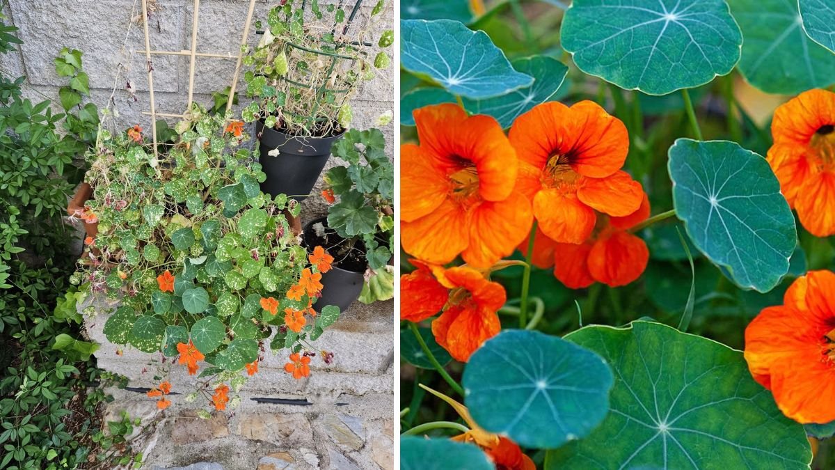 Ultimate Guide to Successfully Cultivating Nasturtium in Your Garden