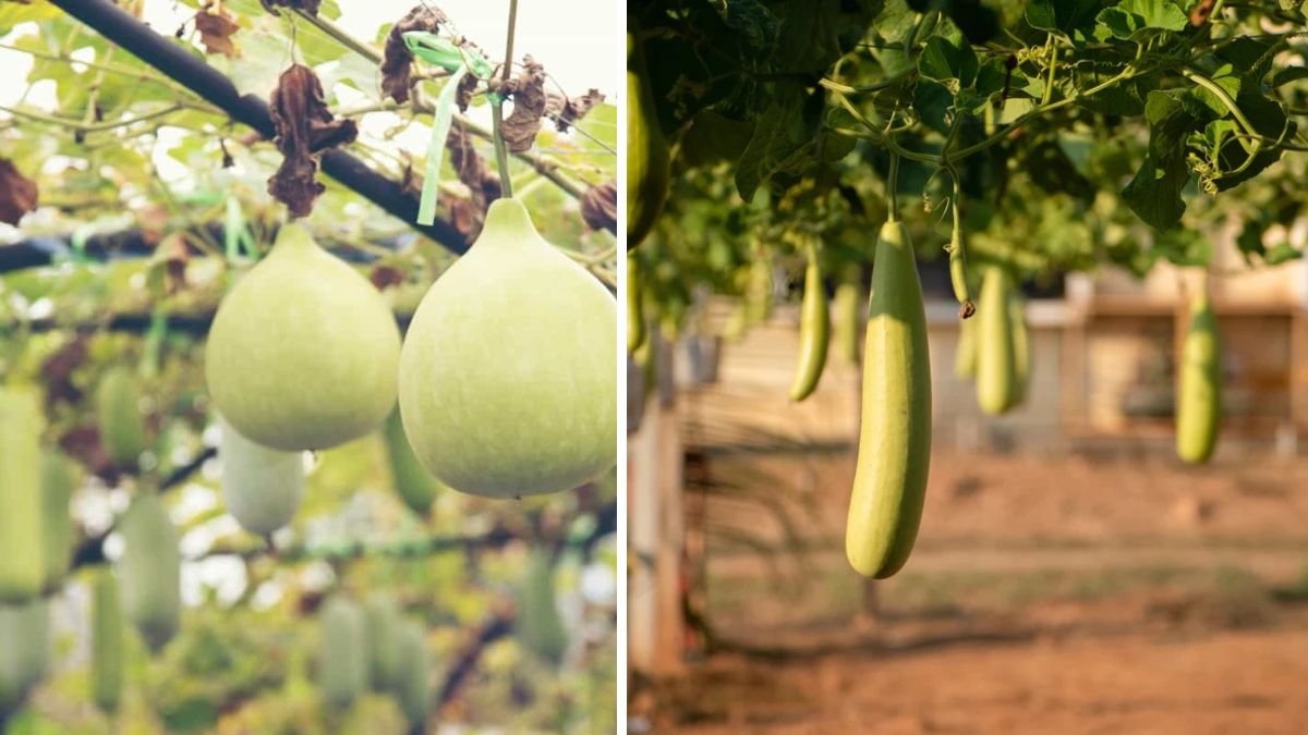 Simple Ways to Grow Bottle Gourd Creepers at Home for Fresh Harvests