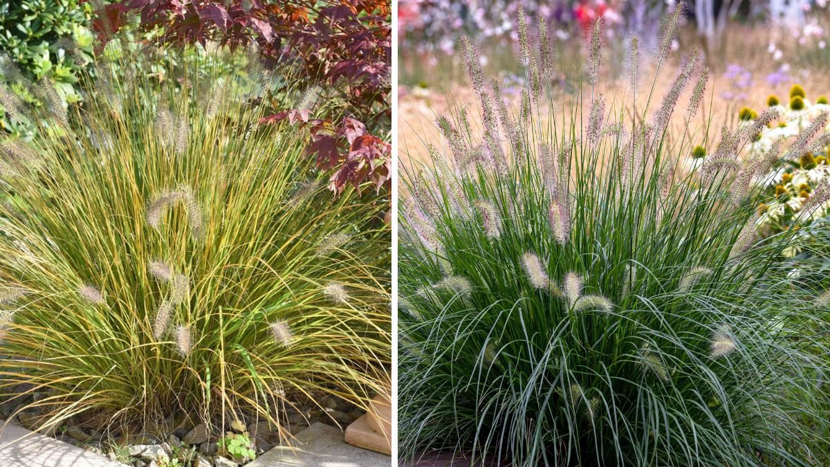 The Ultimate Guide to Successfully Growing Fountain Grass for Stunning Home Decoration