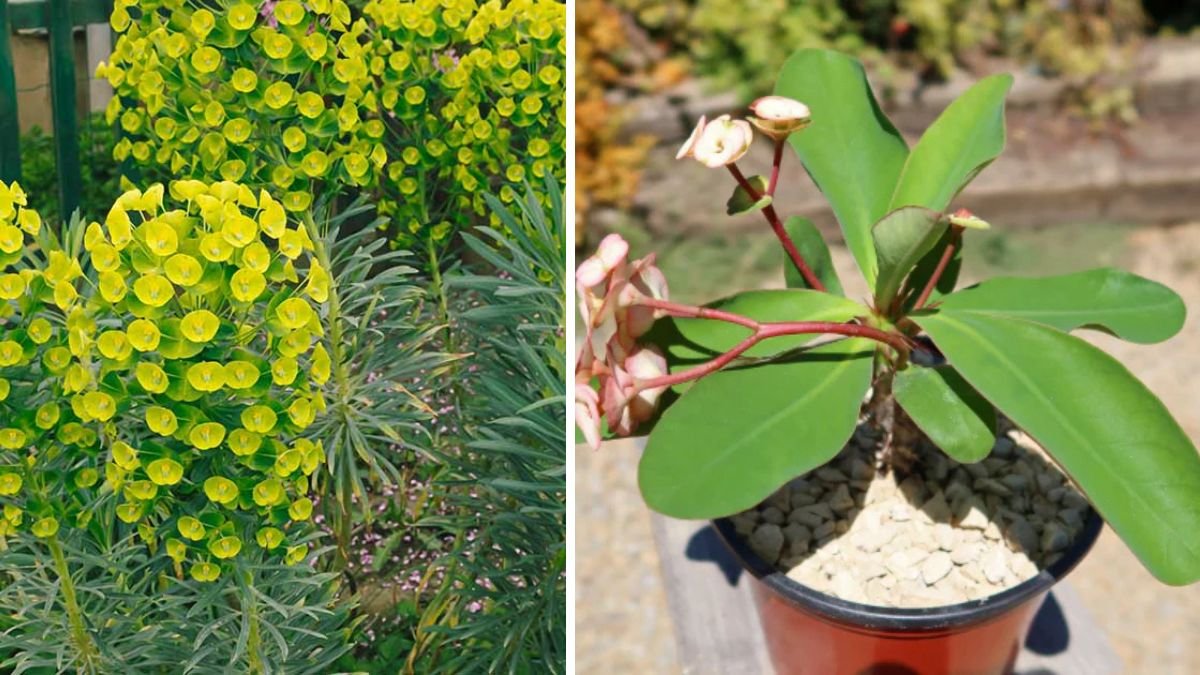 The Ultimate Guide to Successfully Growing Euphorbia Milli at Home