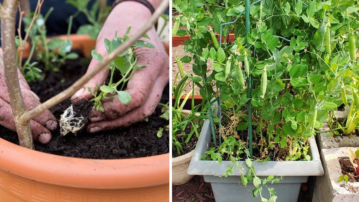 Simple Guide to Growing Peas in a Pot for Beginners