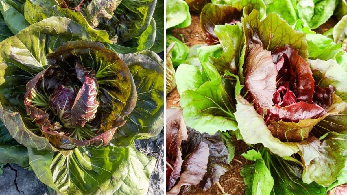 Easy Hack to Grow Radicchio Greens in Your Backyard All Year Round