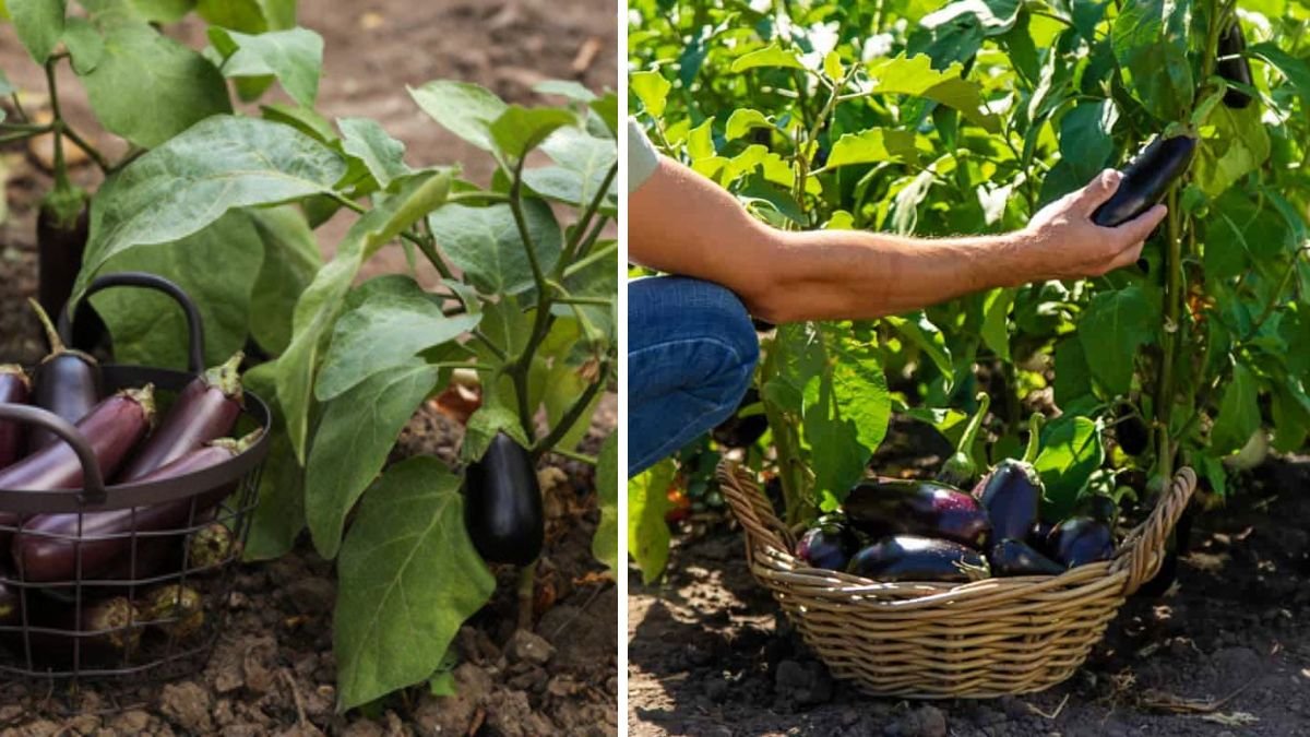 How to Successfully Grow Brinjal Plants at Home from Seeds to Harvest