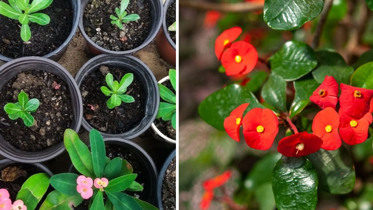 Simple Steps to Successfully Grow Crown of Thorns Indoors for Lush Greenery