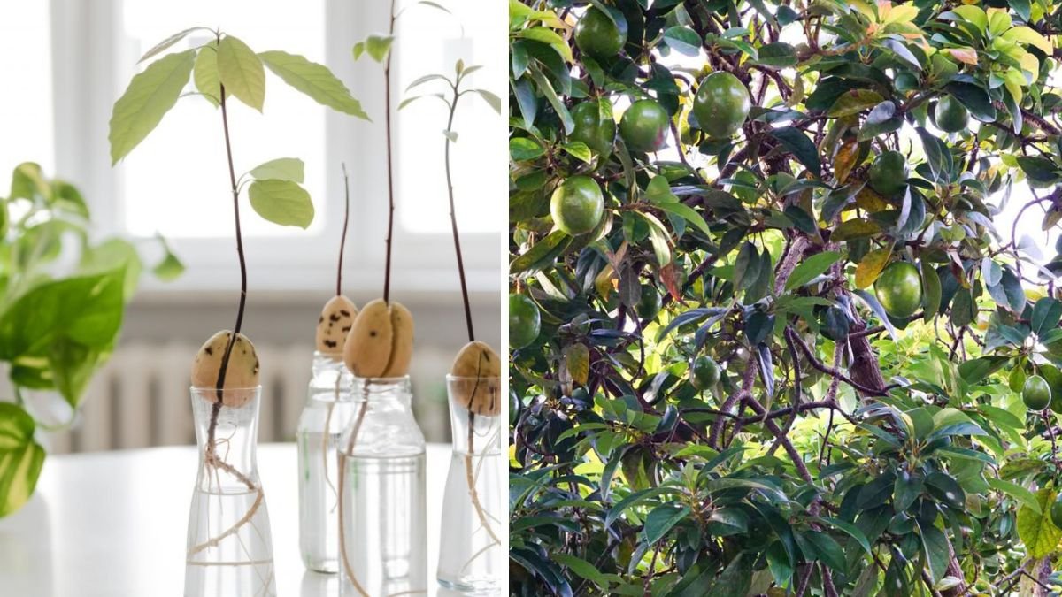 Easy Guide to Growing Avocado Plants from Seed at Home