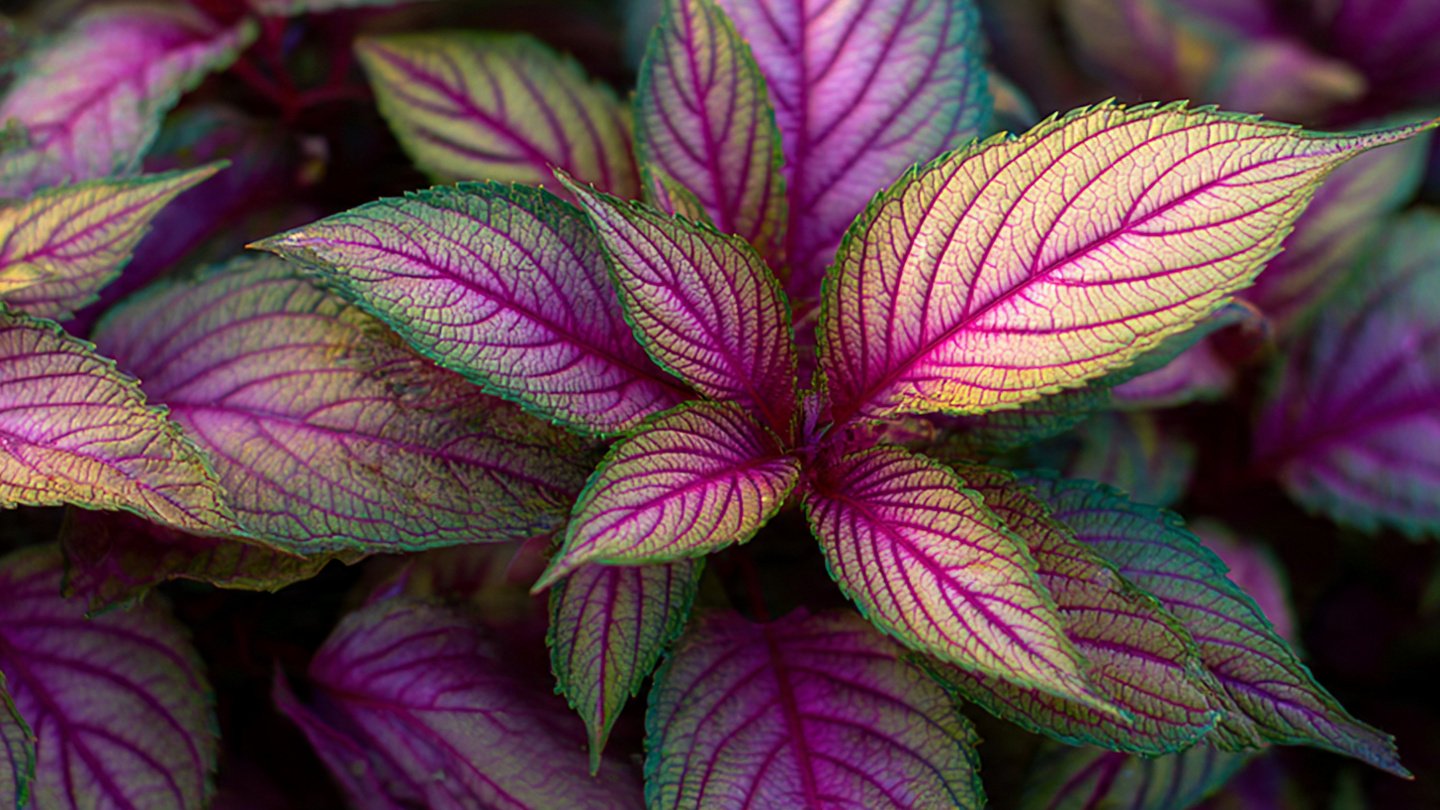 A Comprehensive Guide to Successfully Cultivating Amaranthus Leaves in Your Home Garden