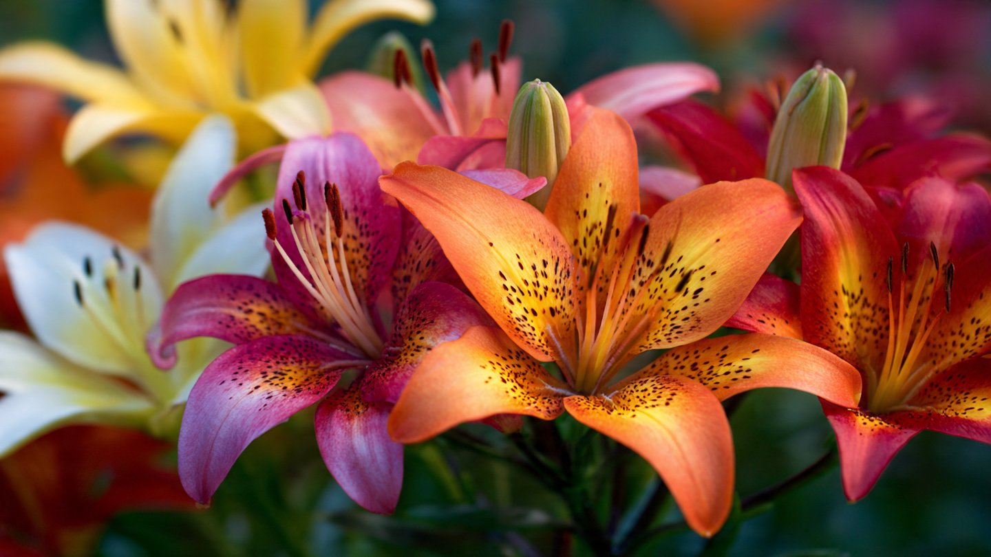 A Comprehensive Guide to Successfully Growing Beautiful Lilies From Bulbs in Your Home Garden