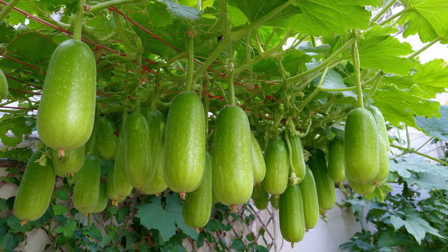 A Comprehensive Guide to Successfully Growing Bottle Gourd Creepers Indoors and Outdoors