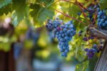 A Comprehensive Guide to Successfully Growing Grape Vines in Your Backyard for Beginners and Experts Alike