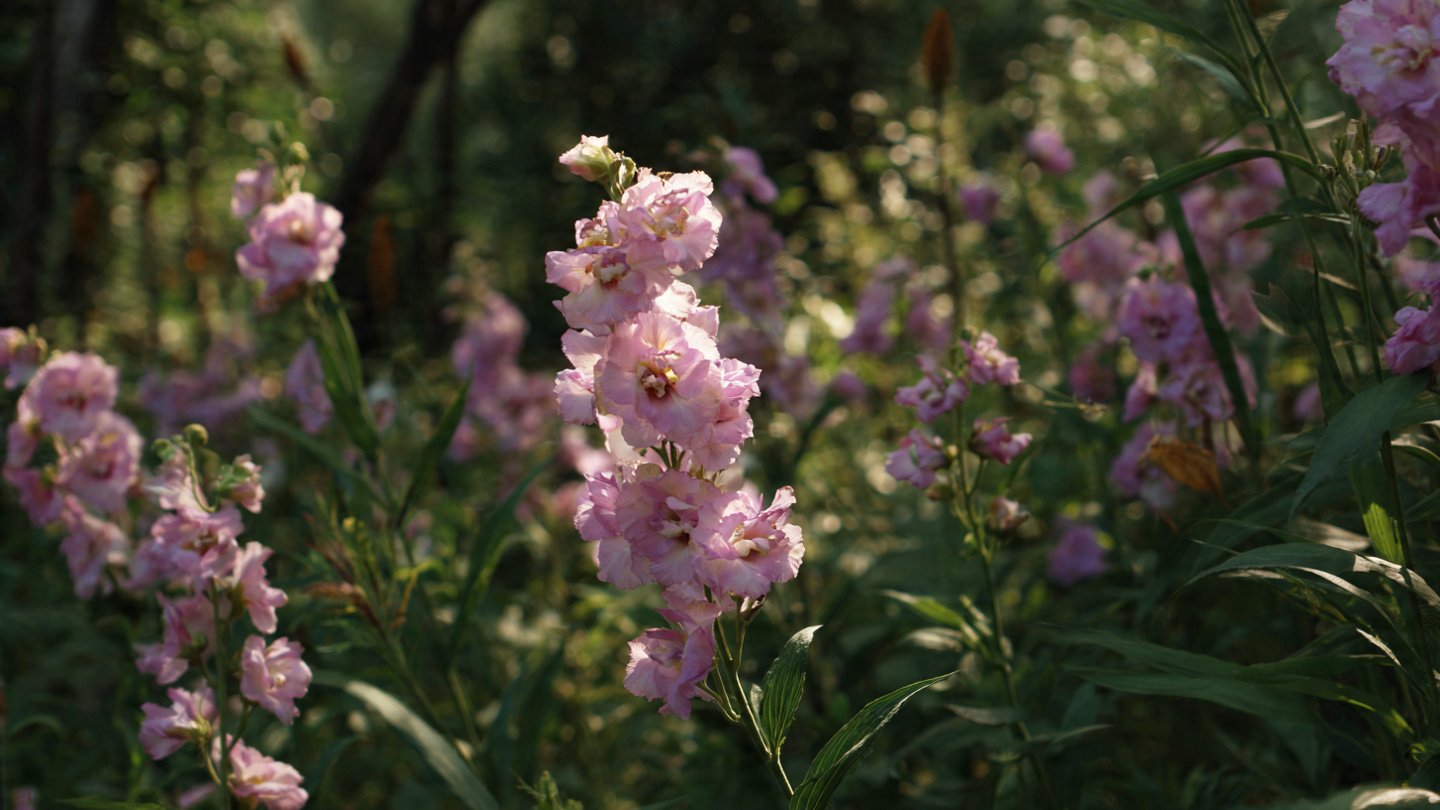 How to Grow Stock Fragrant Flowers for a Lush, Scented Garden