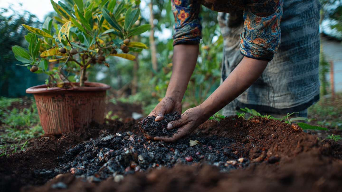 How to Create the Perfect Soil Mix for Growing Jamun Trees: A Comprehensive Guide