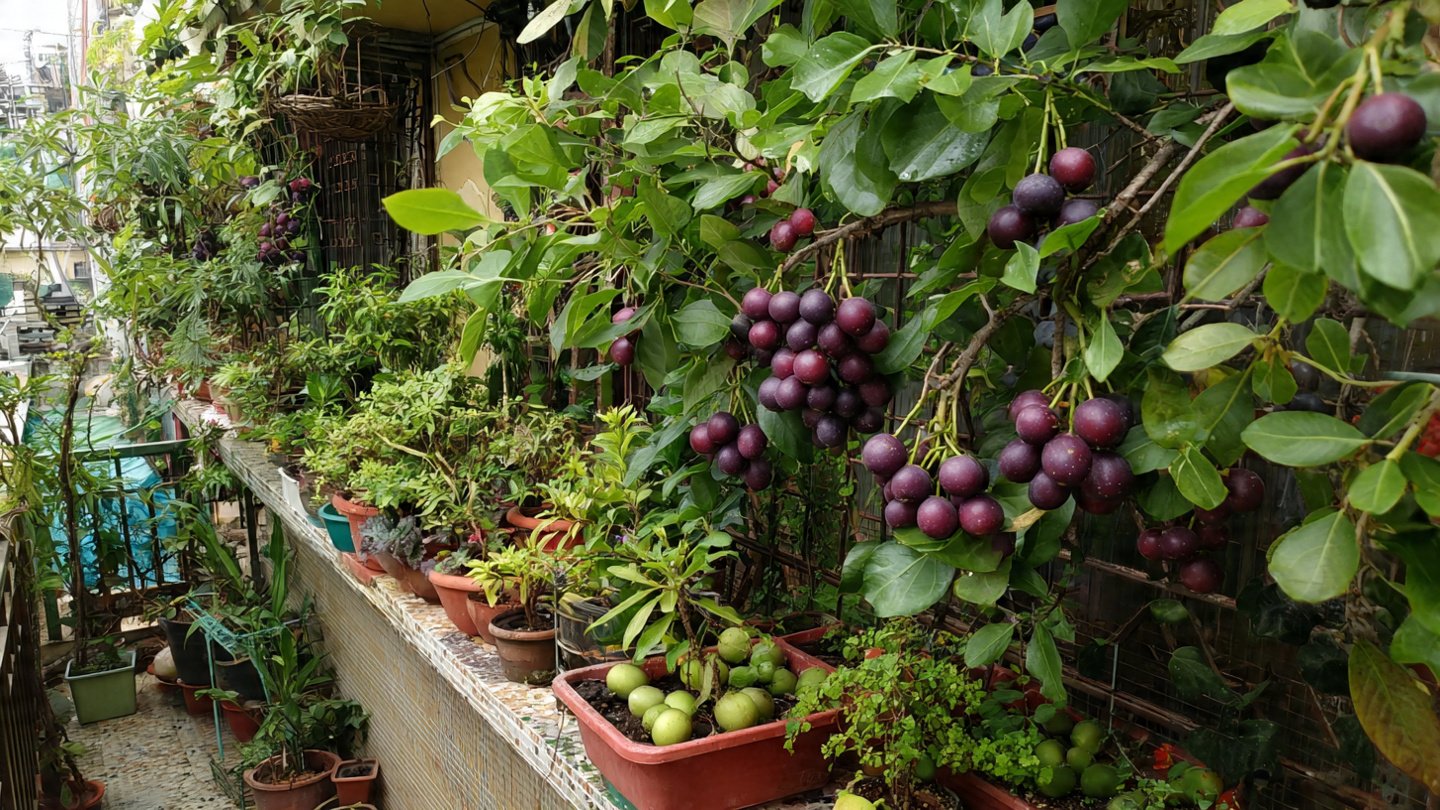 How to Create a Thriving Jamun Balcony Garden for Fresh Fruit Year-Round