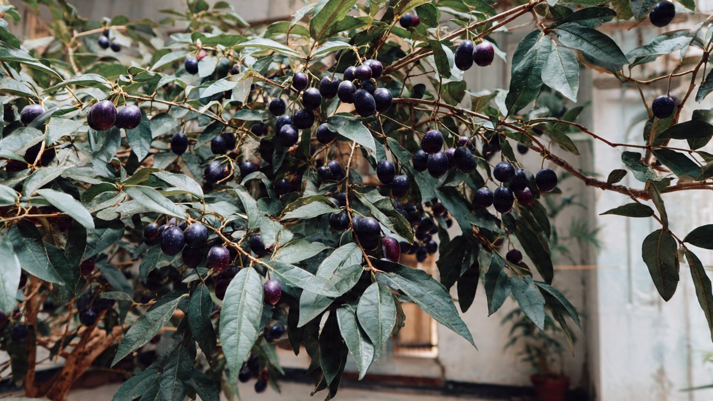 How to Ensure a Thriving Jamun Tree: Your Complete Indoor Care Guide